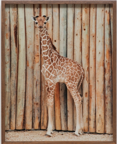 Elad Lassry, Giraffe, 60513, 2013